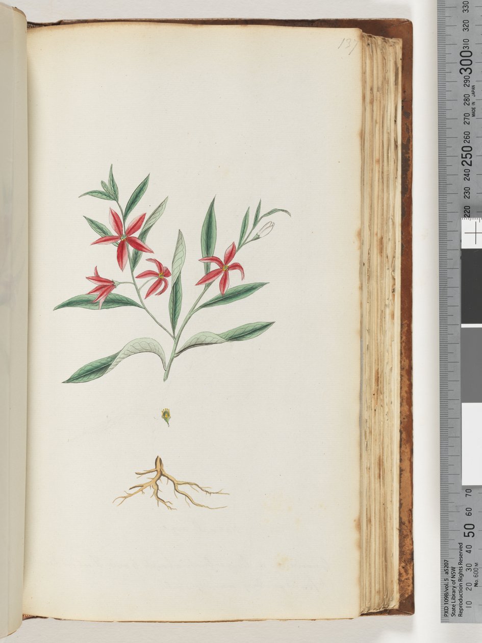 Page 137. Unidentified plantdani af Unknown artist