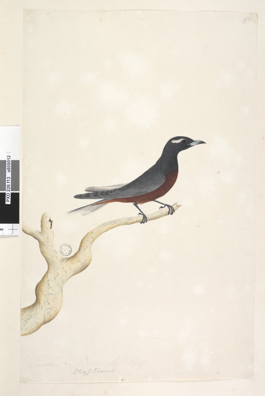 Side 13. Ocyptamus. ovenstående titel i anden hånd december. Naturlig størrelse Hvid, Browed Wood Swallow Artamus superciliosus, han, 1791-92 af Unknown artist