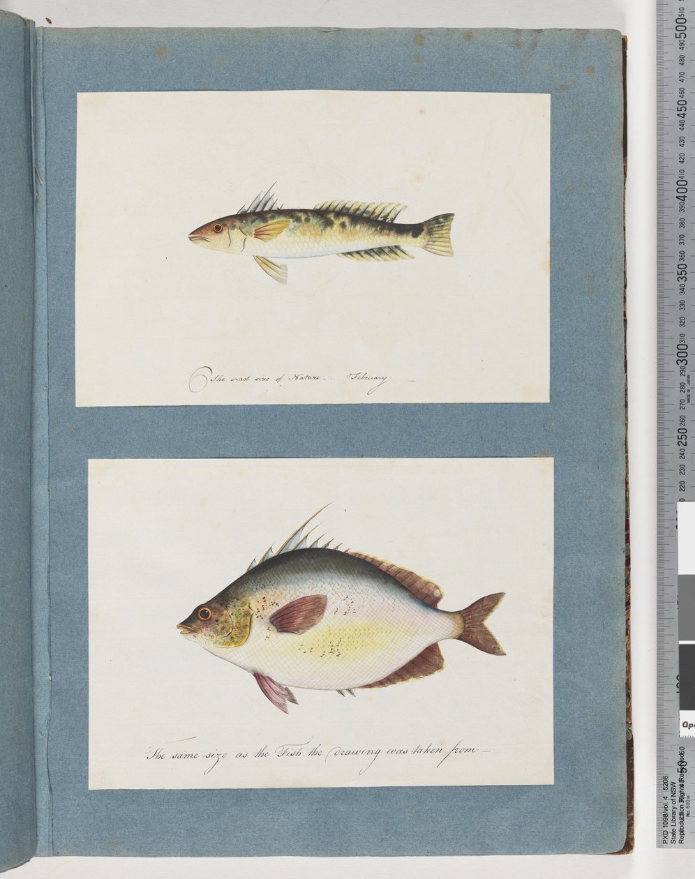 Side 13. Uidentificeret fisk. 14. Uidentificeret fisk af Unknown artist