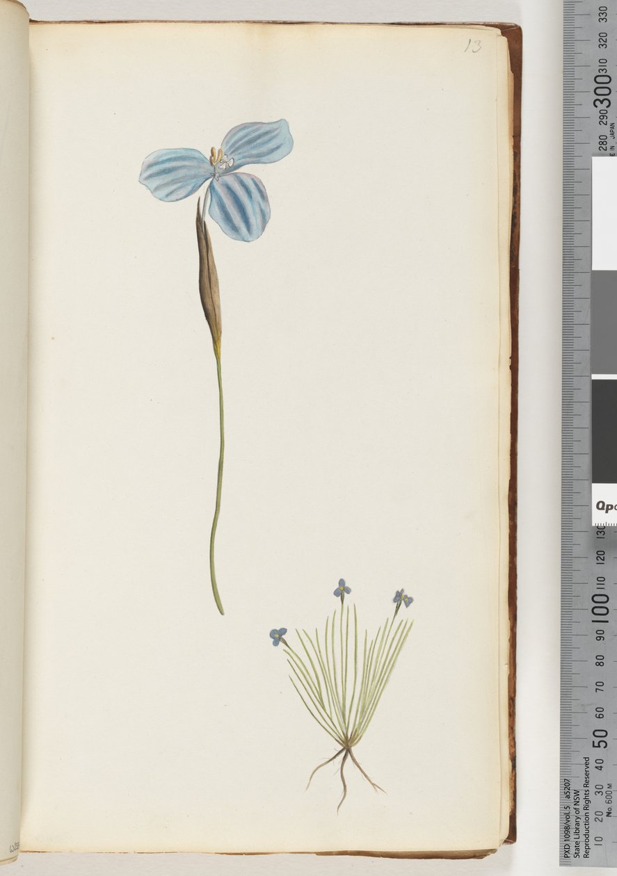 Side 13. Uidentificeret plante af Unknown artist