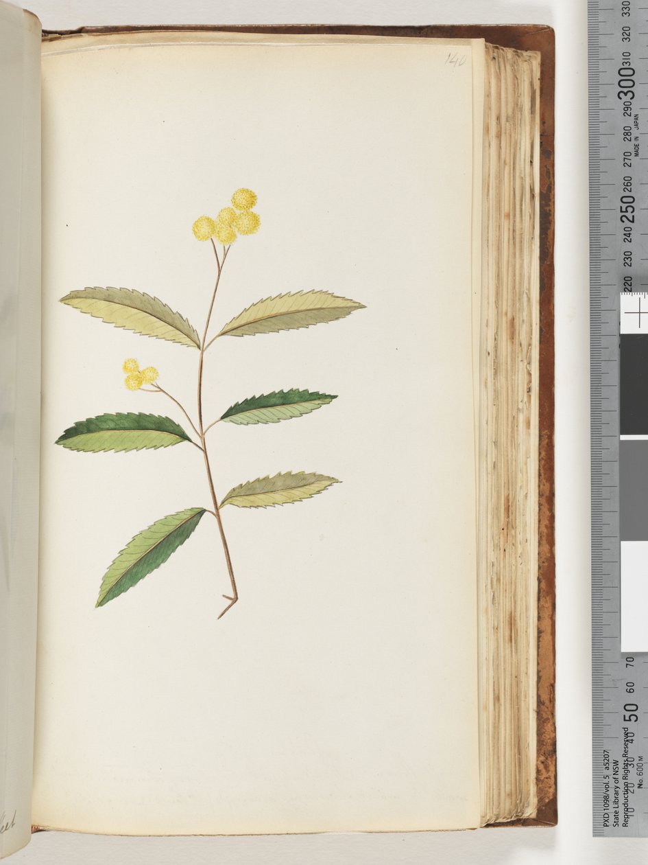 Side 140. Uidentificeret blomst, oktober 1794 af Unknown artist