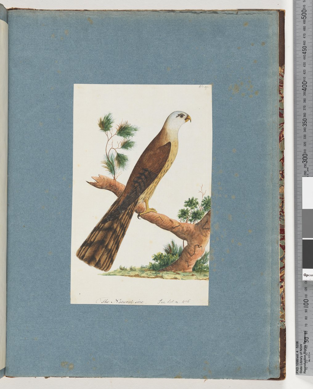 Side 141. Uidentificeret fugl af Unknown artist