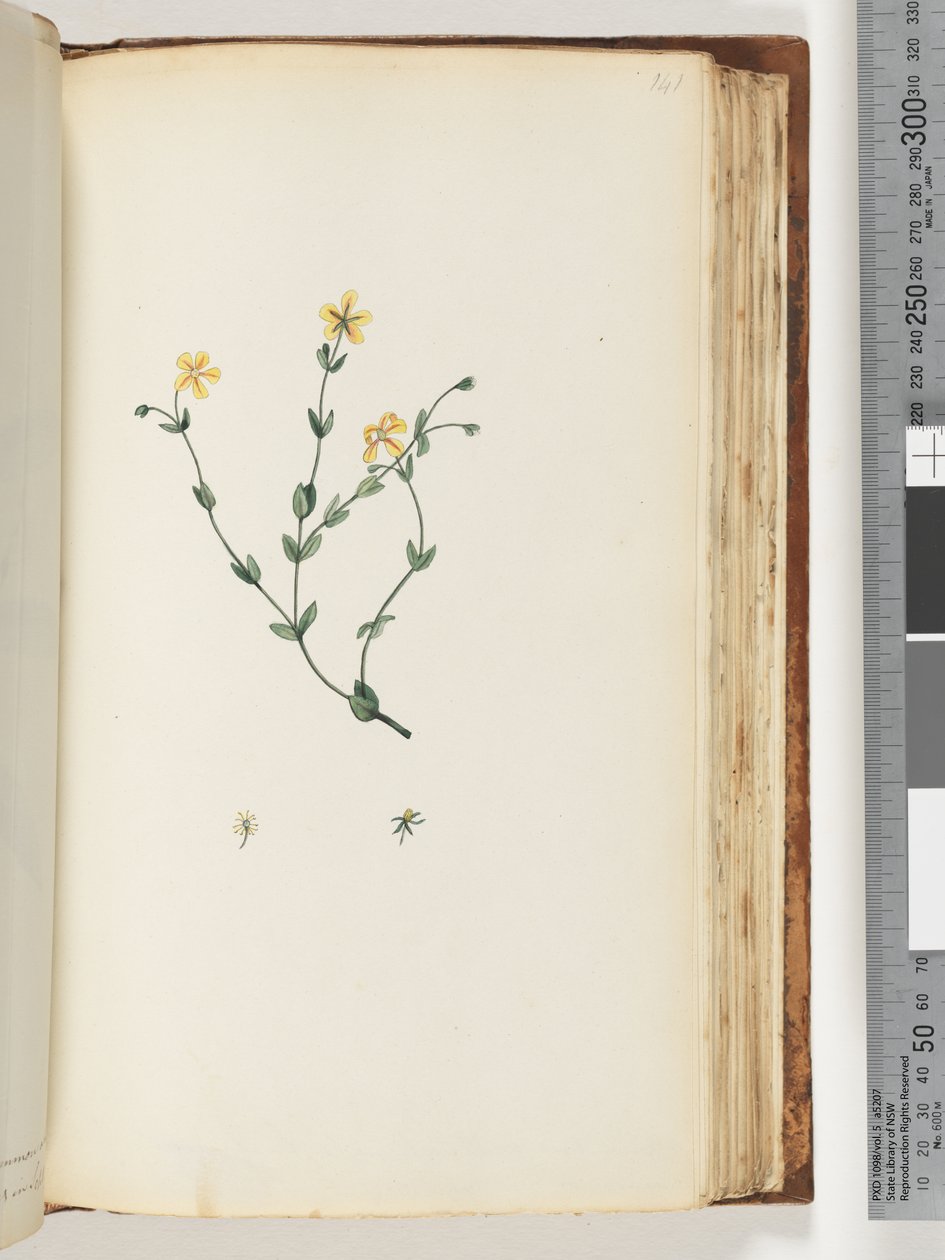 Page 141. Unidentified plantdani af Unknown artist