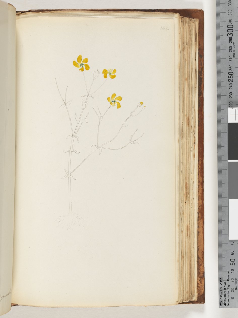 Page 142. No inscription, unfinished drawing, unidentified plantdani af Unknown artist