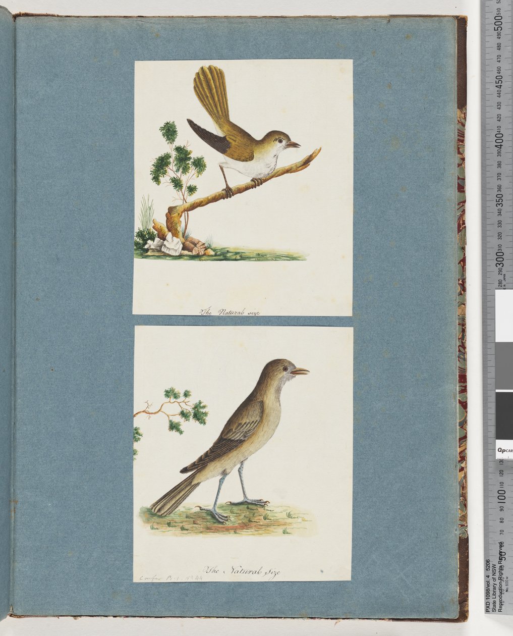 Side 142. Uidentificeret fugl. 143. Uidentificeret Fugl af Unknown artist