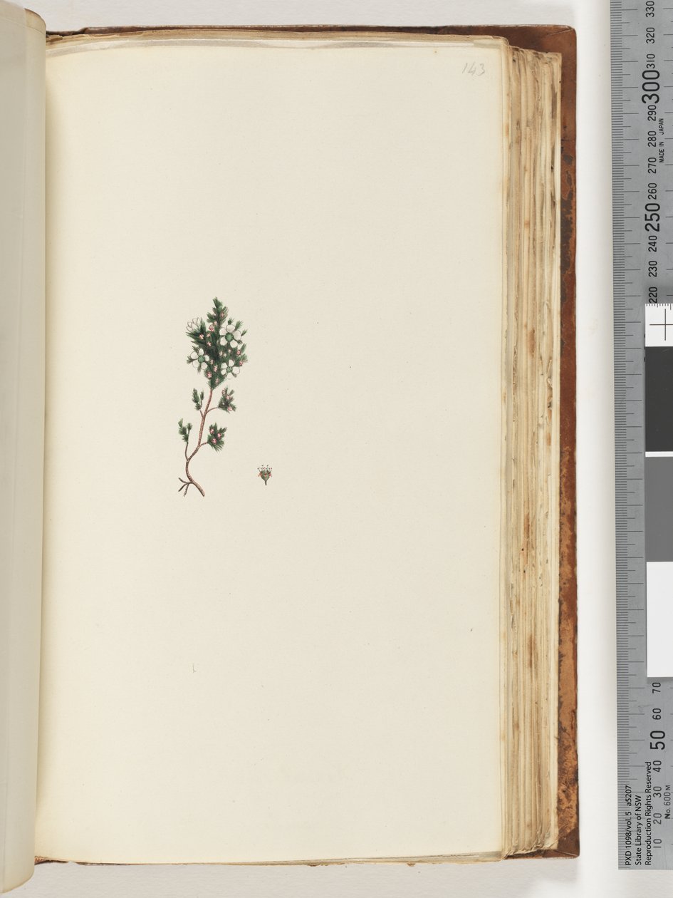 Side 143. Uidentificeret plante af Unknown artist