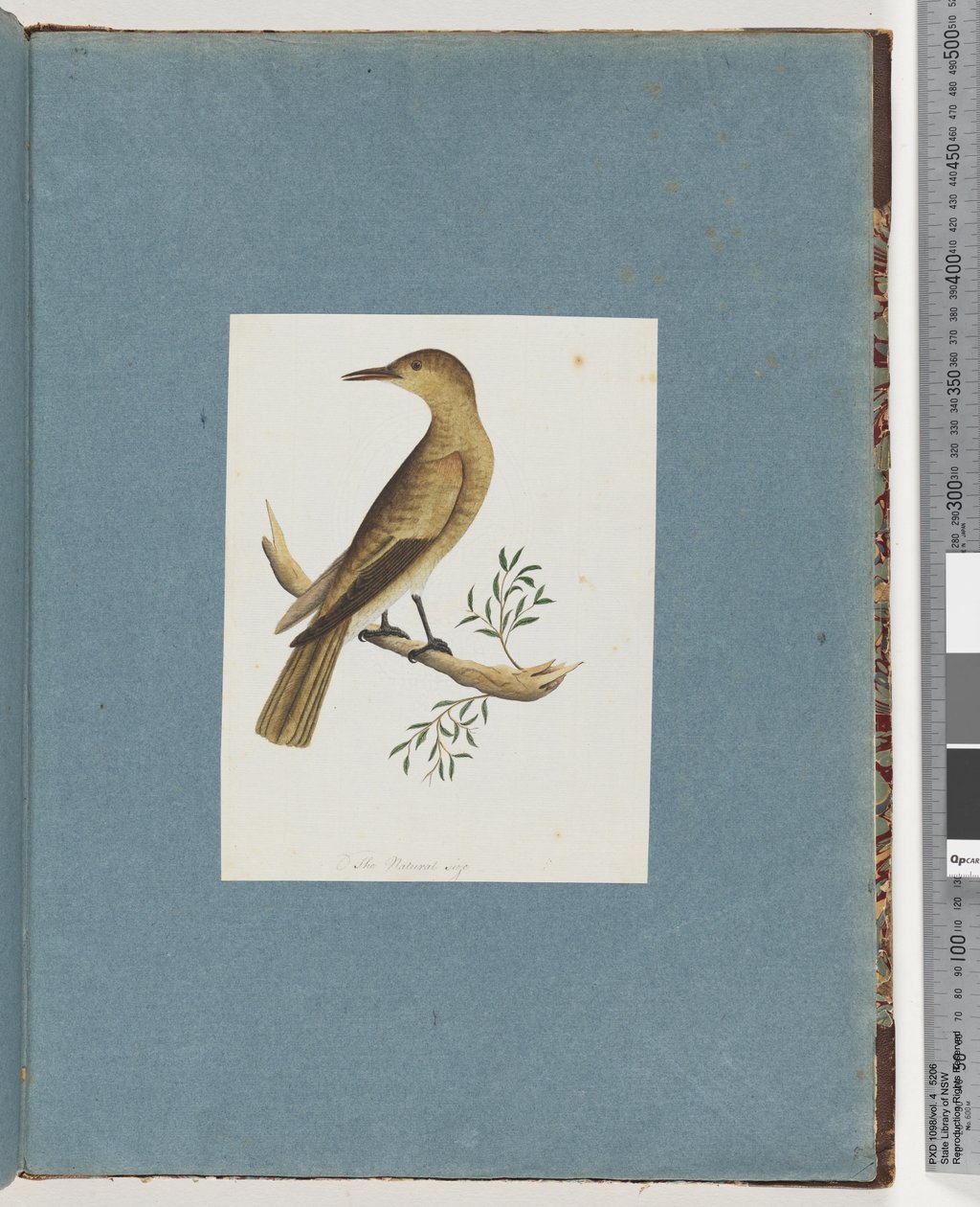 Page 144. Unidentified Birddani af Unknown artist