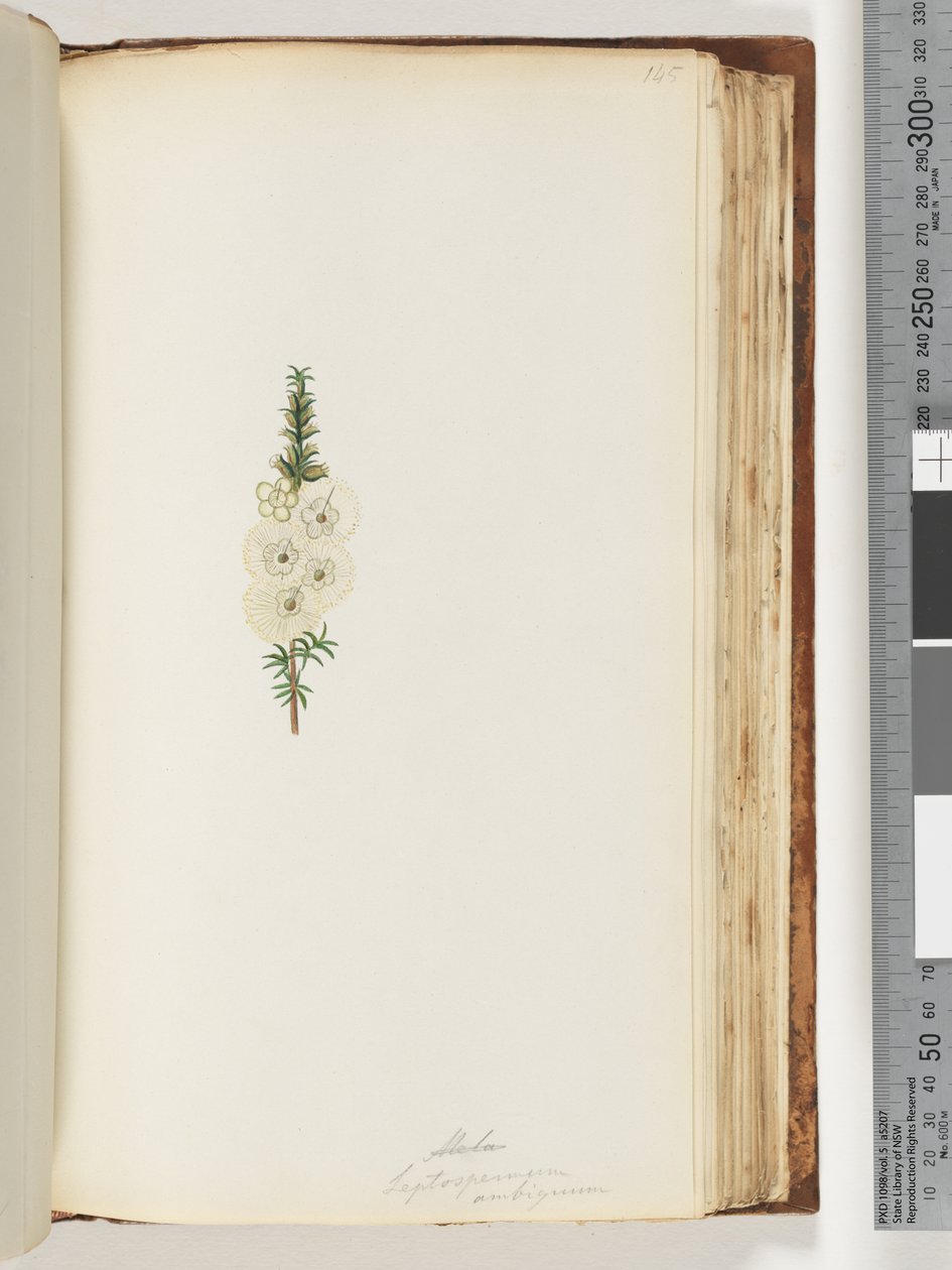 Side 145. Alela / Leptospermum ambiguum af Unknown artist