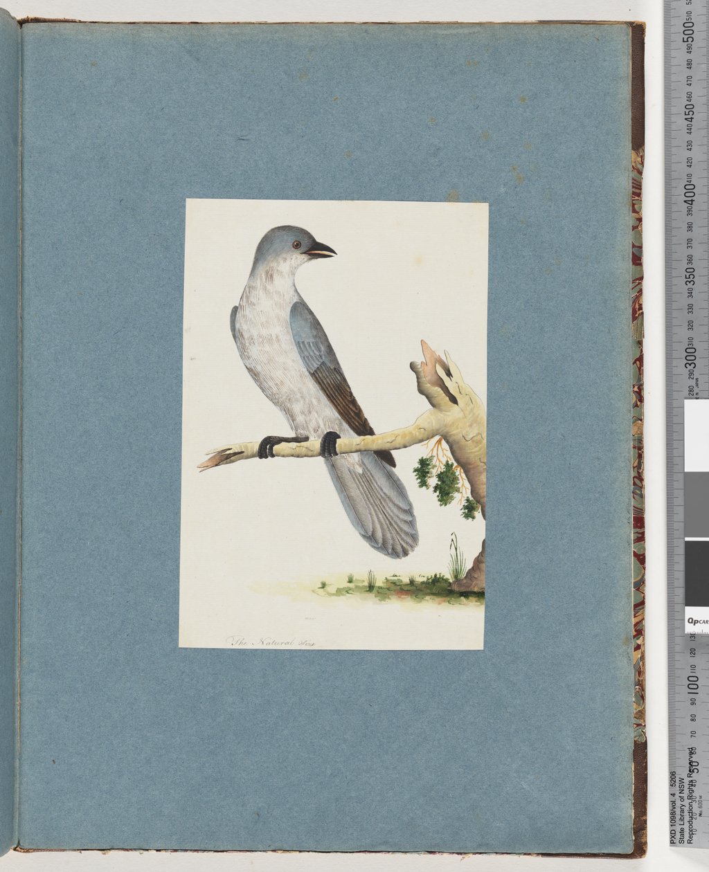 Side 145. Uidentificeret fugl af Unknown artist