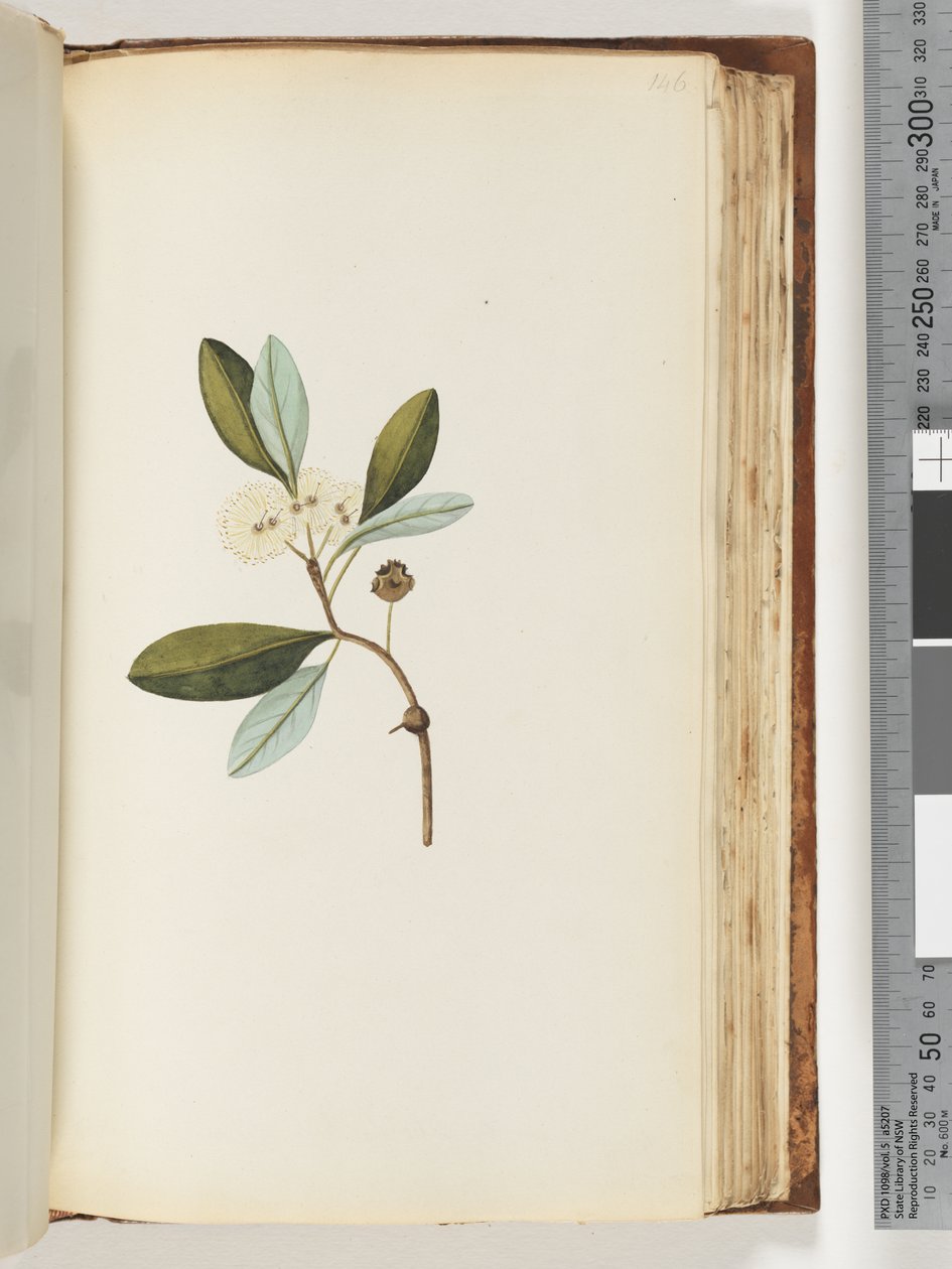 Page 146. Unidentified plantdani af Unknown artist