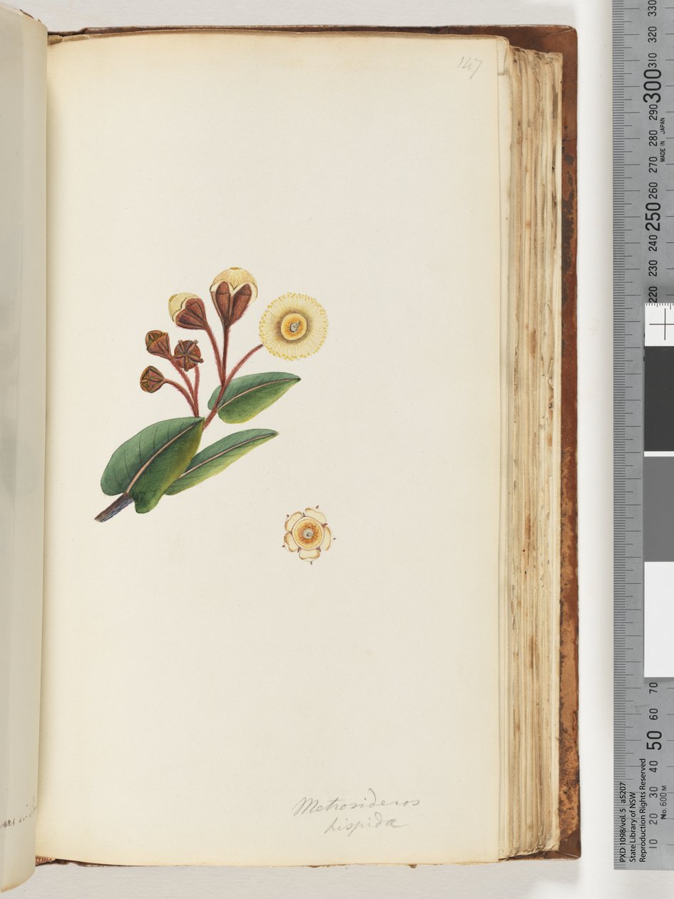 Page 147. Metrosideros hispidadani af Unknown artist