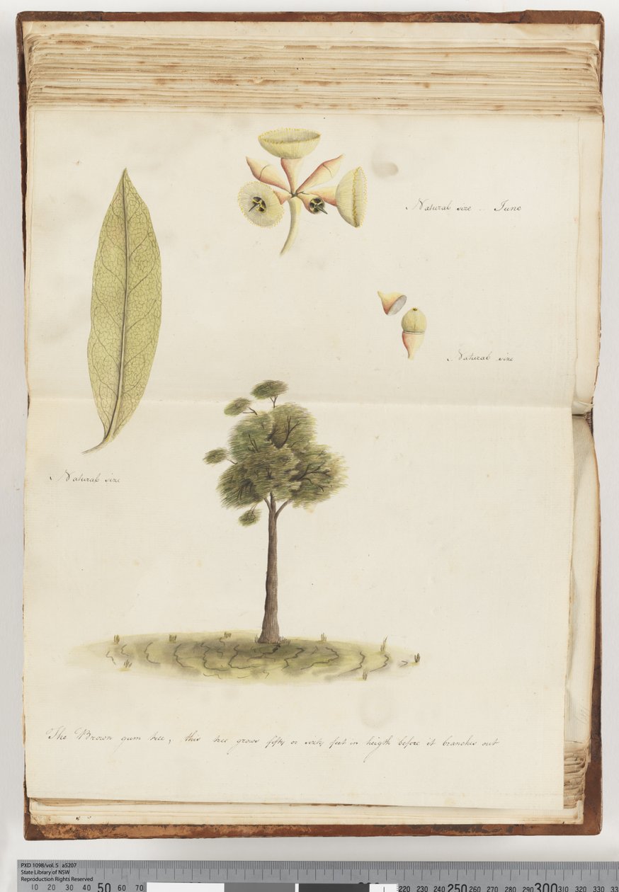 Side 148. Det brune tyggegummitræ af Unknown artist