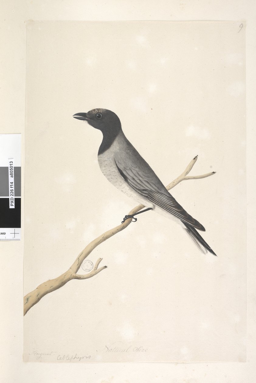 Page 14. Ceblephyris. above title in different hand August. Natural size Little Cuckoo, Shrike? Coracina robusta, 1791-92dani af Unknown artist