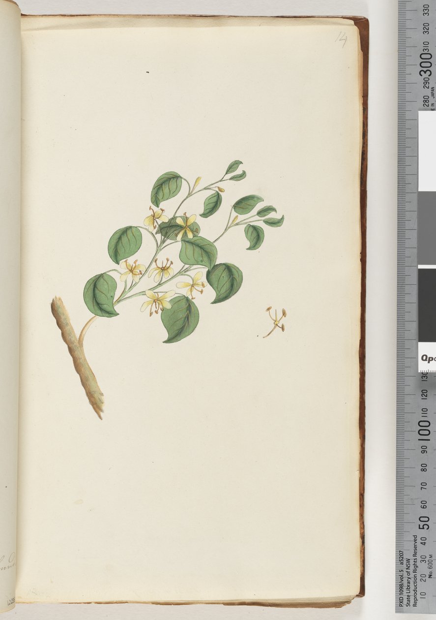 Page 14. Unidentified plantdani af Unknown artist