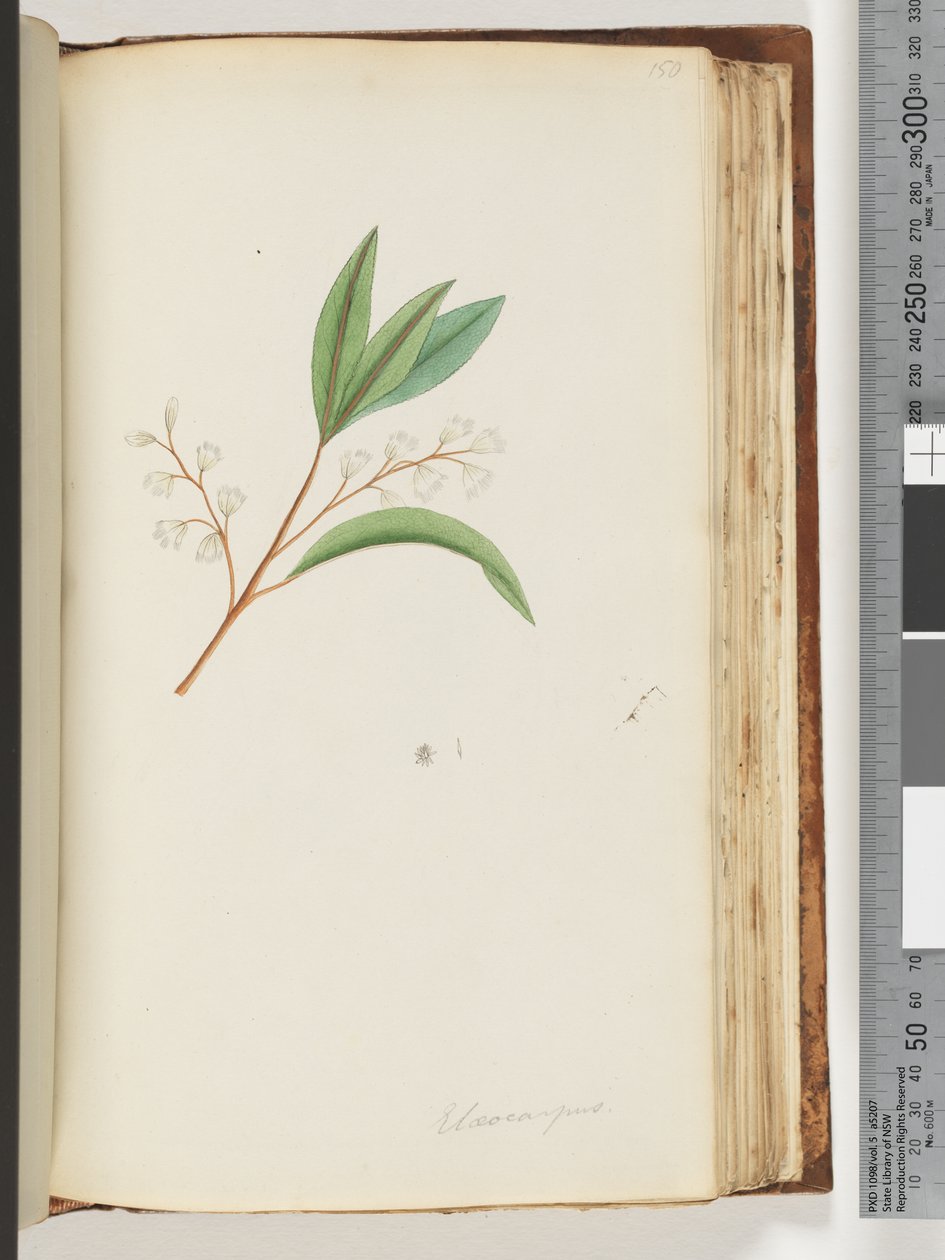 Side 150. Elaeocarpus af Unknown artist