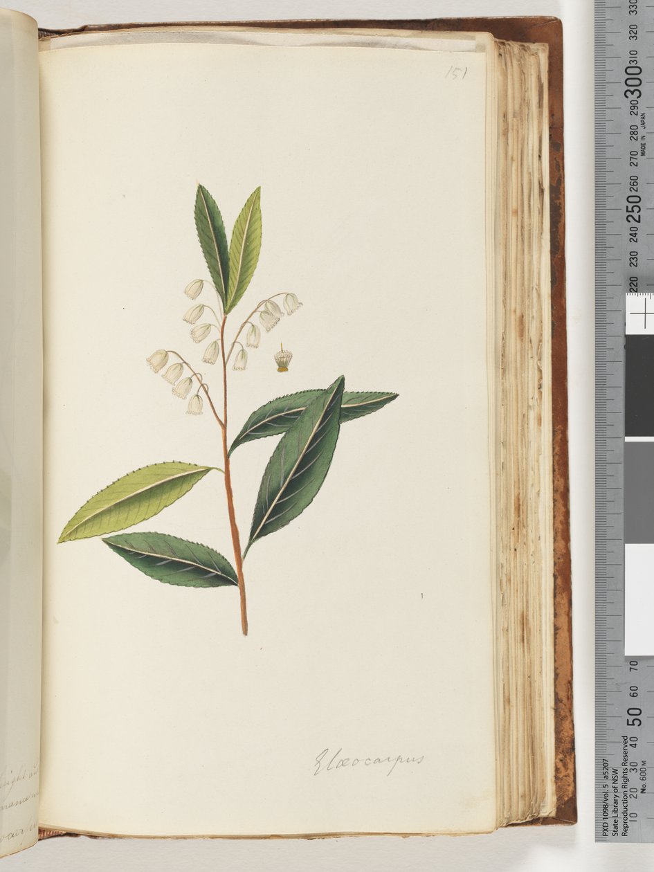 Side 151. Elaeocarpus af Unknown artist