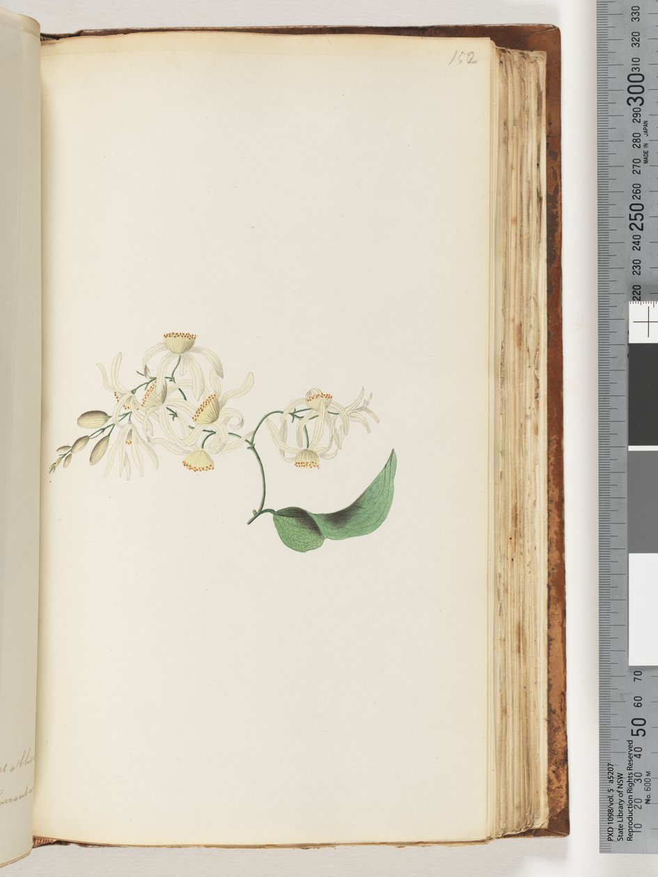 Side 152. En slyngplante eller træbine, som fletter sig sammen med træer af Unknown artist