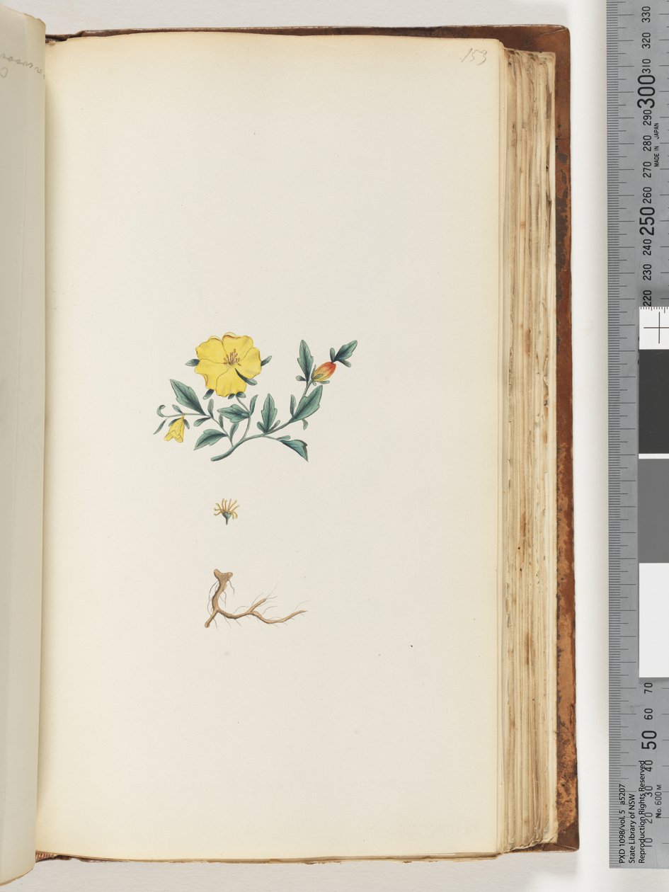 Side 153. Uidentificeret plante af Unknown artist