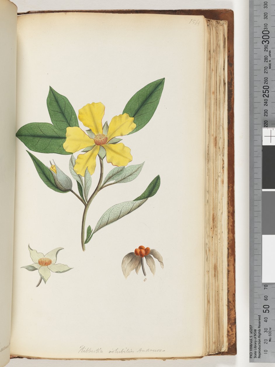 Side 154. Hibbertia volubilis / Andrews Guinea-blomst af Unknown artist