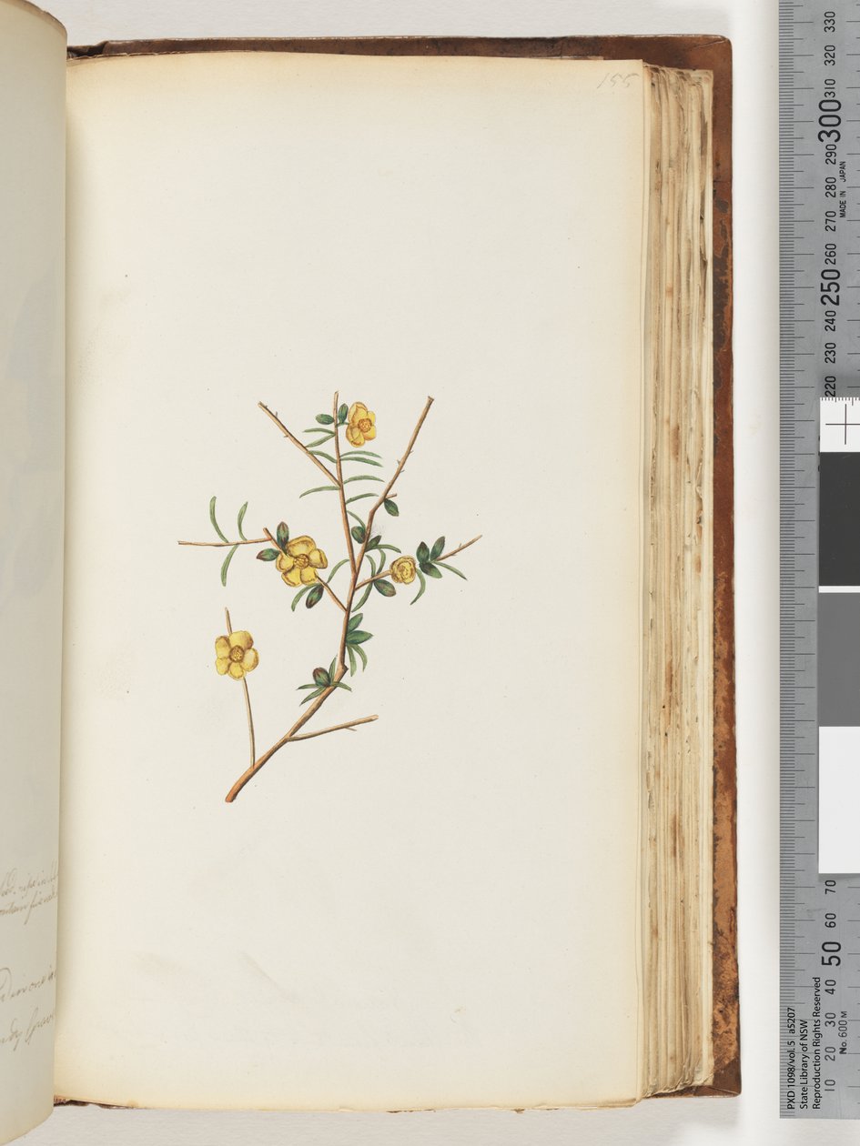 Side 155. Uidentificeret plante af Unknown artist