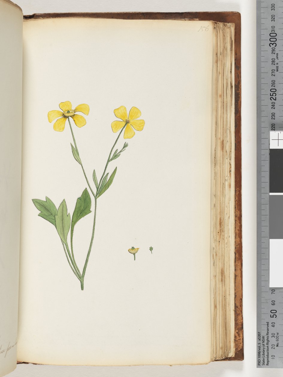 Page 156. Unidentified plantdani af Unknown artist