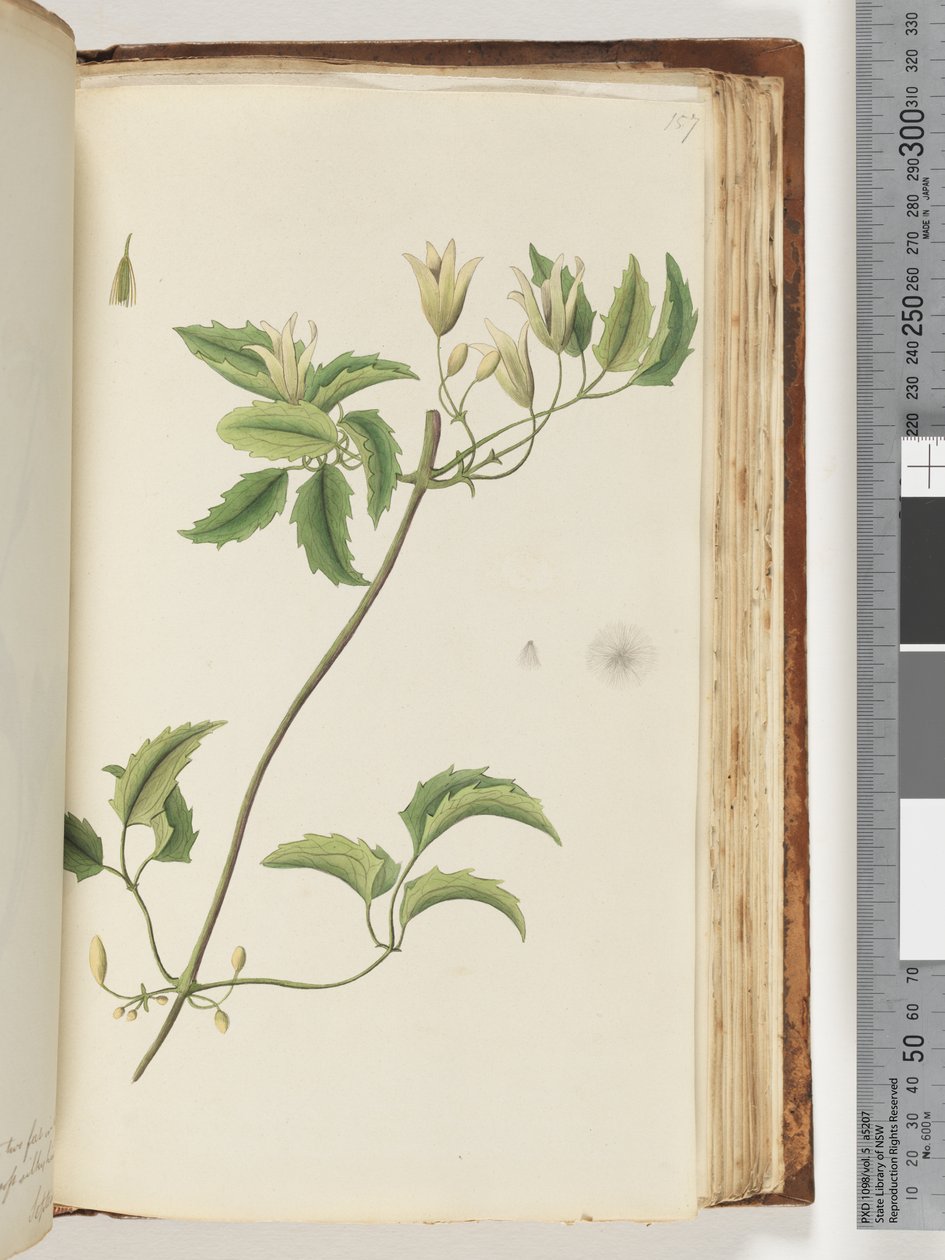 Side 157. Uidentificeret plante af Unknown artist