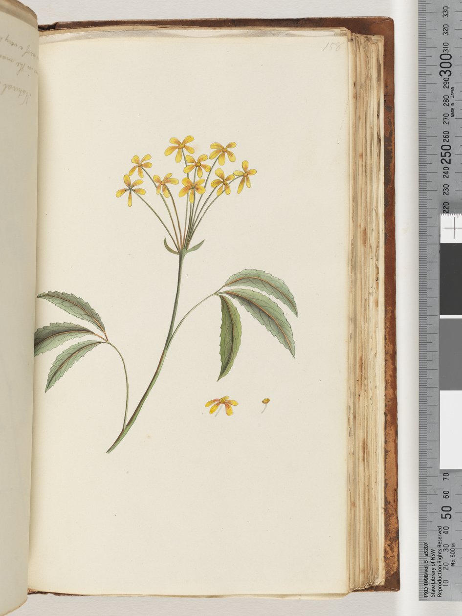 Page 158. Unidentified plantdani af Unknown artist