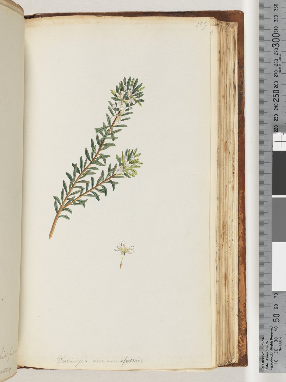 Side 159. Westringea rosmariniformis af Unknown artist