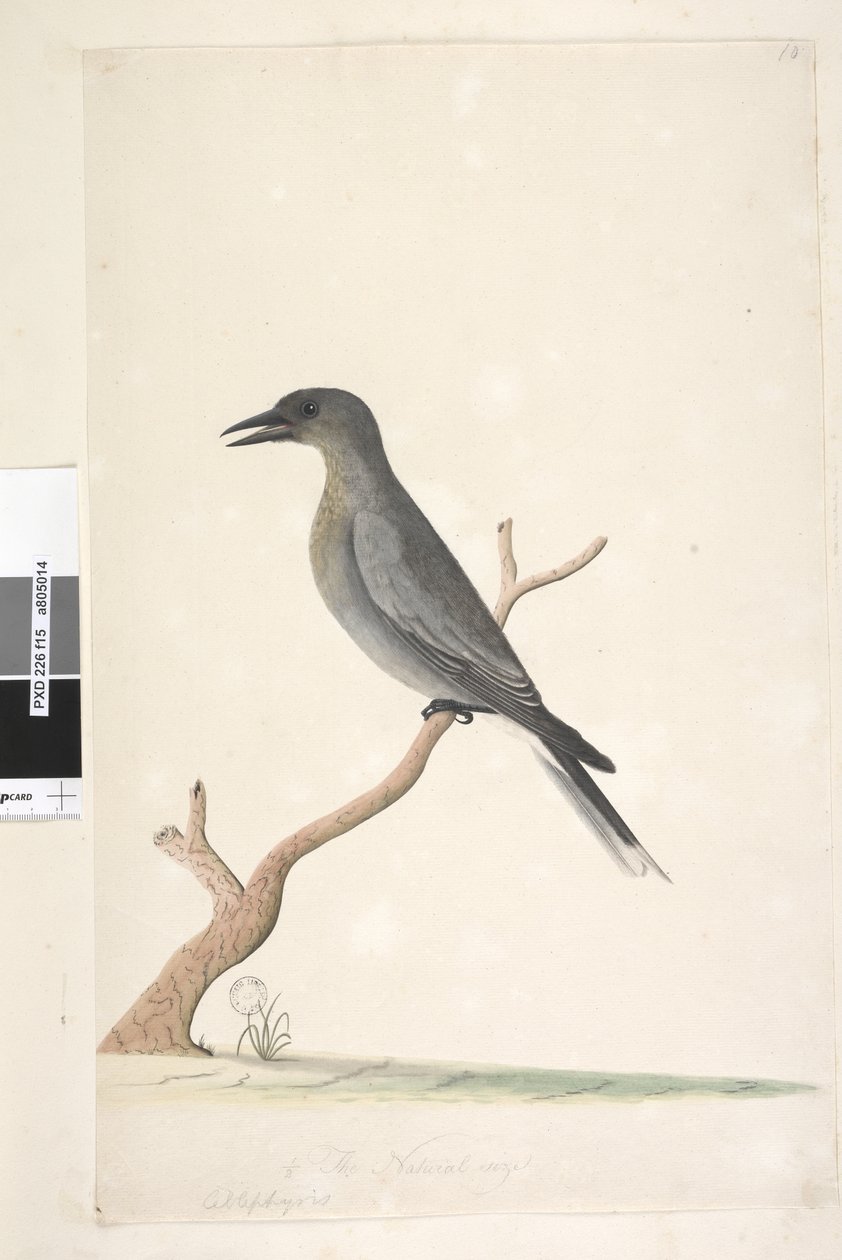 Side 15. Ceblephyris. ovenstående titel i anden hånd den naturlige størrelse Grå Currawong Strepera versicolor, 1791-92 af Unknown artist