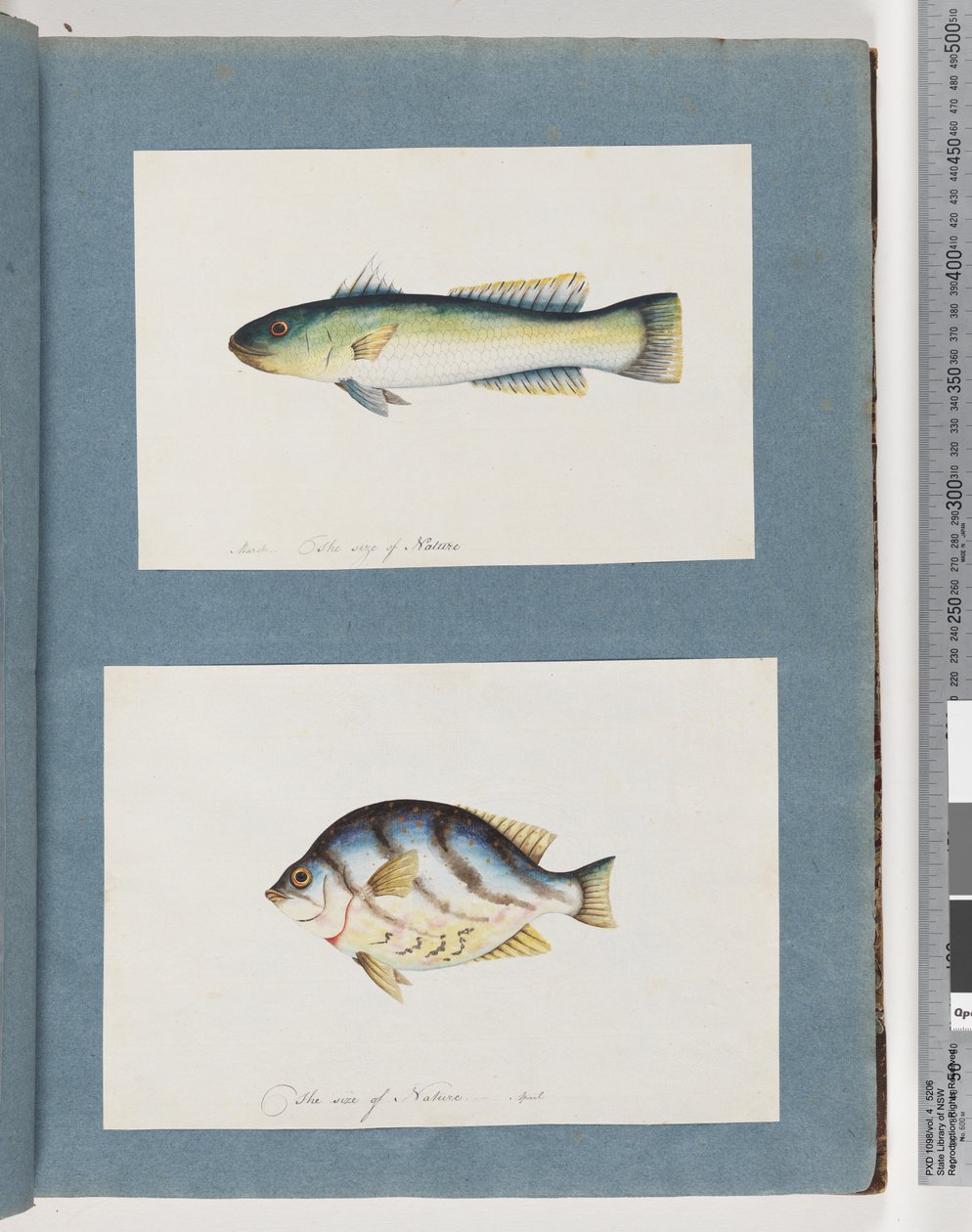 Page 15. Unidentified fish 16. Unidentified fishdani af Unknown artist