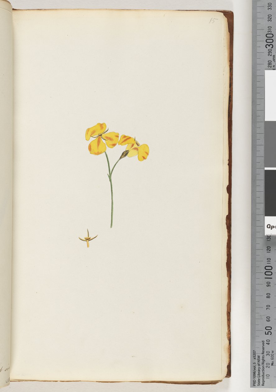 Page 15. Unidentified plantdani af Unknown artist