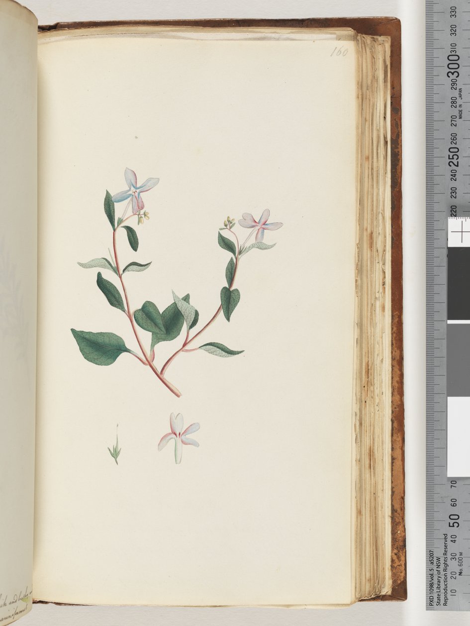 Side 160. Uidentificeret plante af Unknown artist
