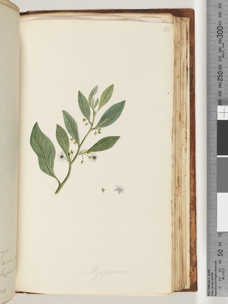 Page 161. Myoporumdani af Unknown artist