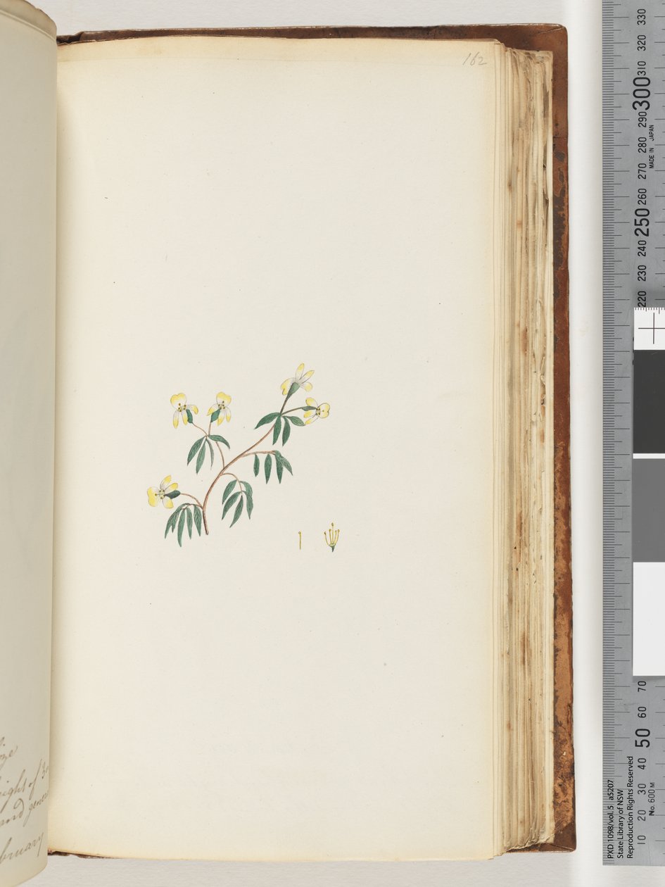 Page 162. Unidentified plantdani af Unknown artist