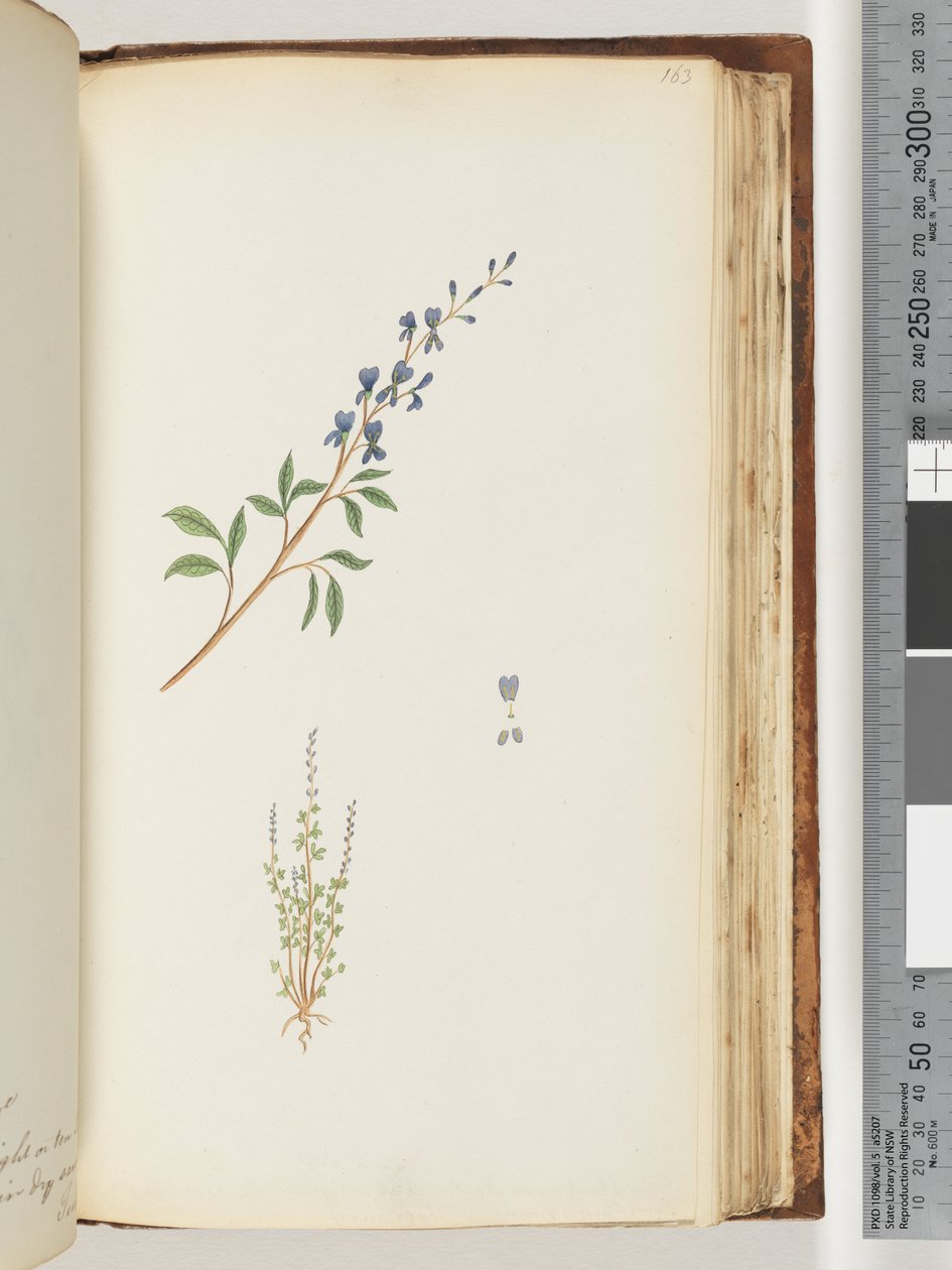Side 163. Uidentificeret plante af Unknown artist