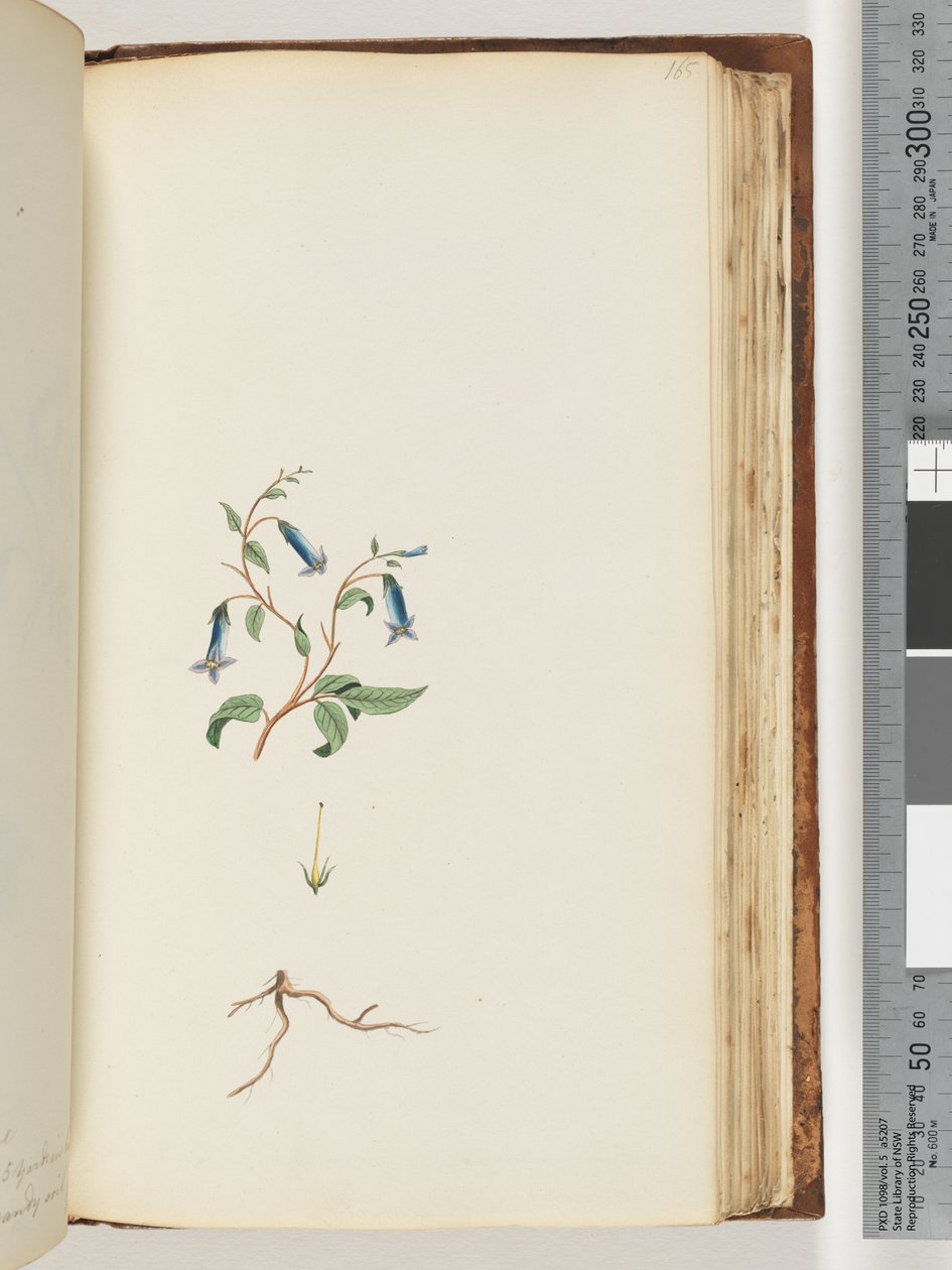 Side 165. Uidentificeret plante af Unknown artist