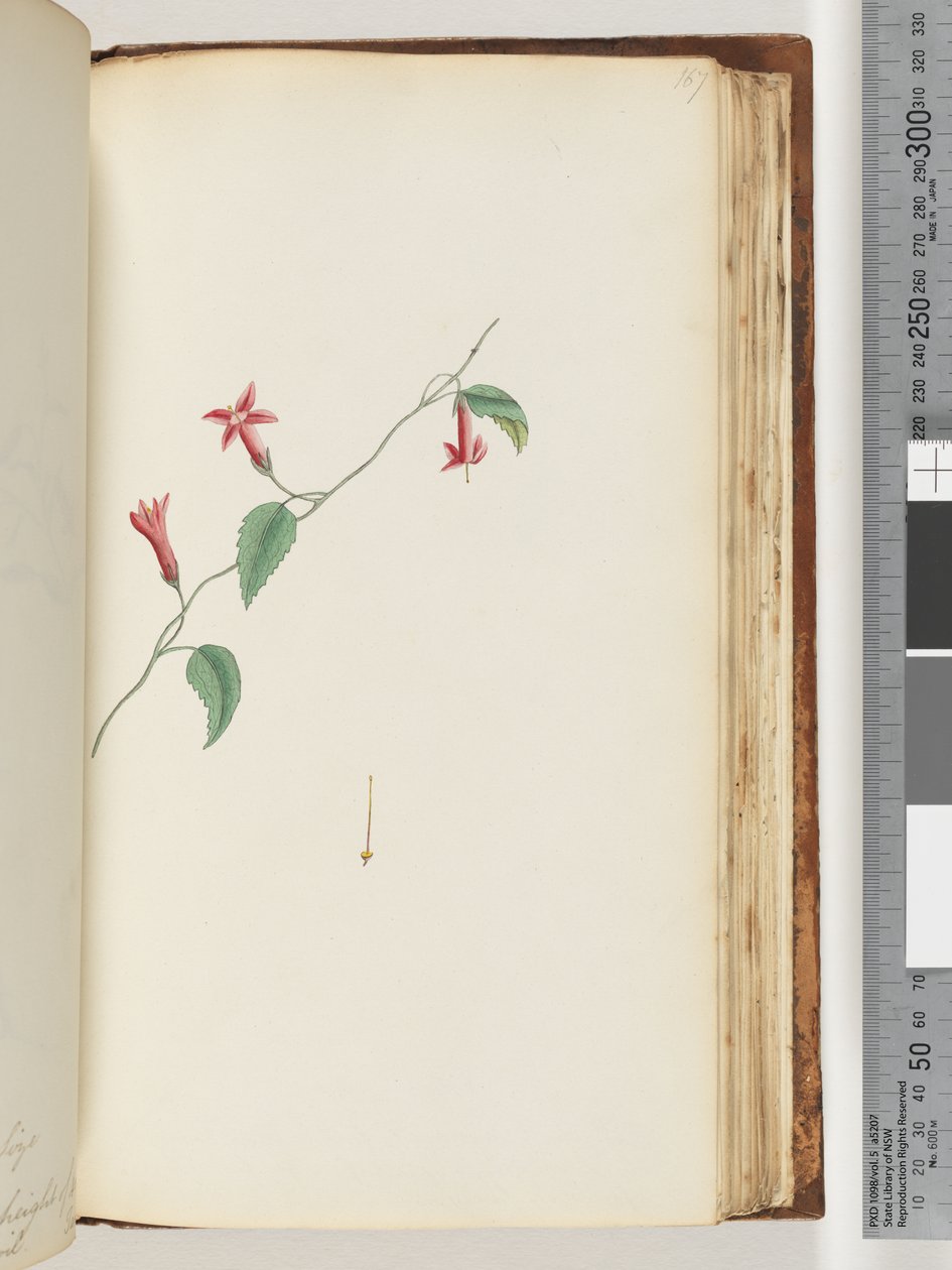 Side 167. Uidentificeret plante af Unknown