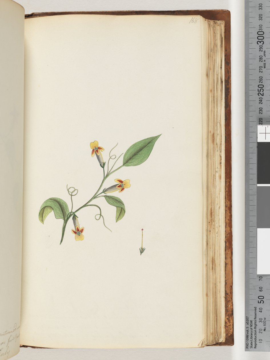 Side 168. Uidentificeret plante af Unknown artist