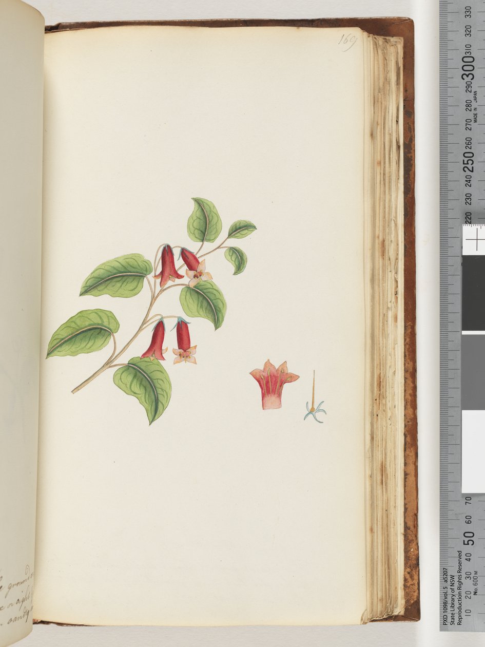 Side 169. Unavngivet Blomstrende Plante af Unknown artist