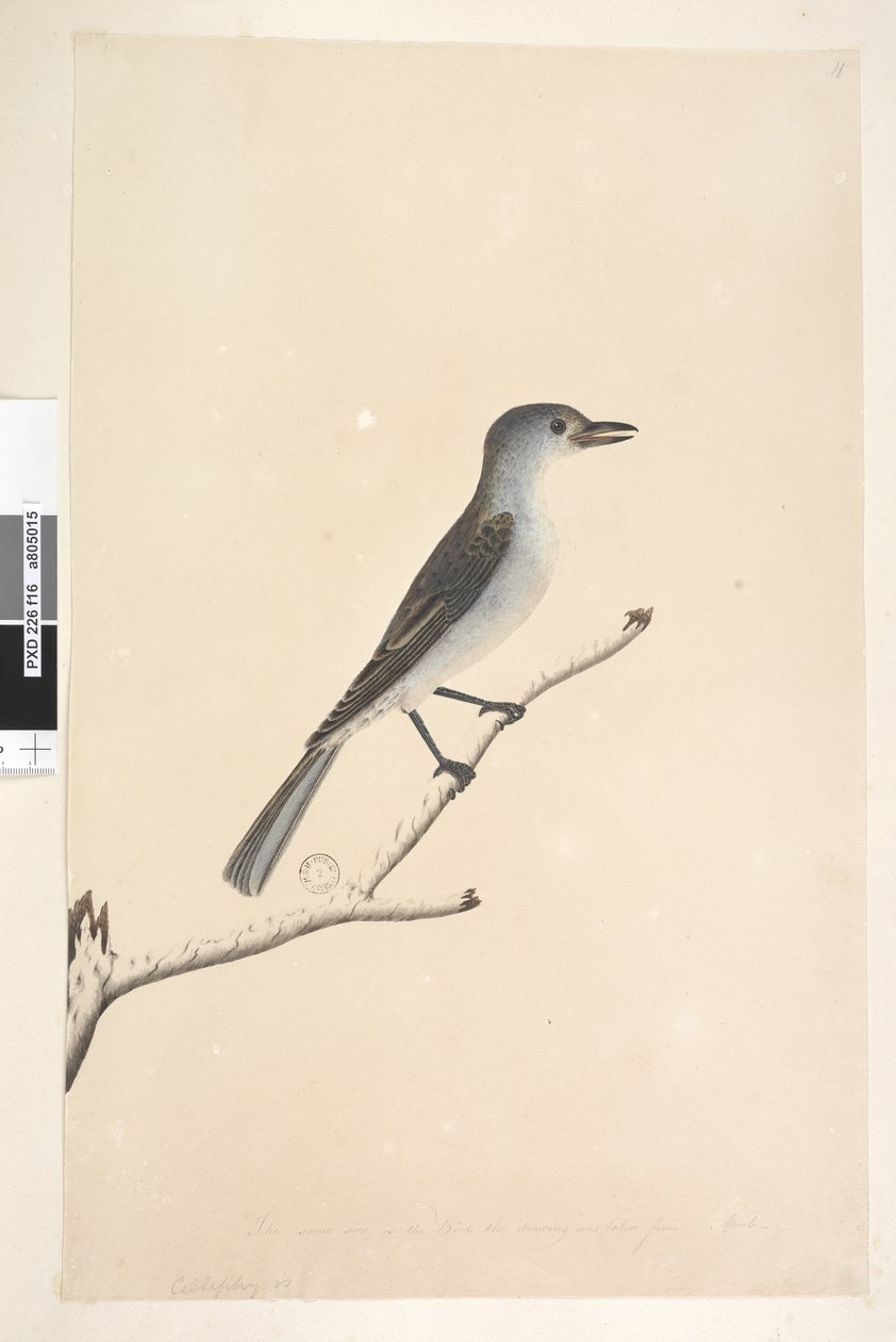 Side 16. Ceblephyris langs nederste kant i anden hånd Samme størrelse som fuglen tegningen er taget fra. April Grå Shrike Drossel Colluricincla mundharmonika, 1791-92 af Unknown artist