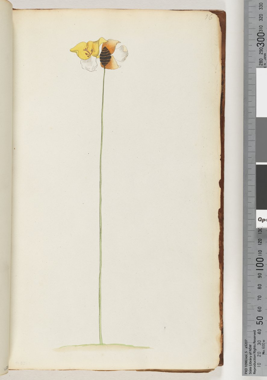 Side 16. Uidentificeret plante af Unknown artist