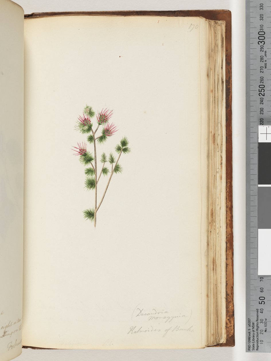 Side 170. Decandria monogynia. Kalmoides af banker af Unknown