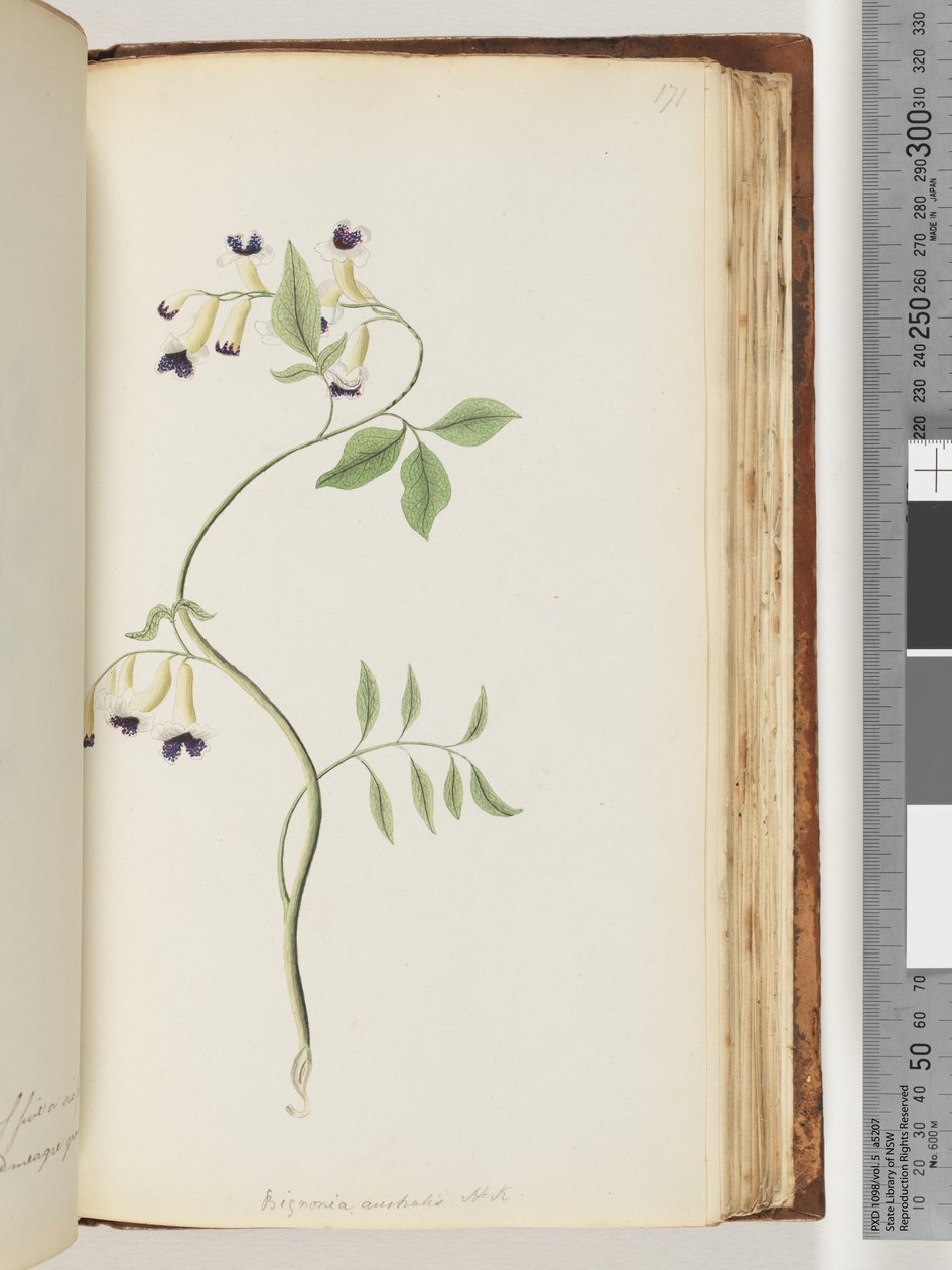 Side 171. Bignonia australis H.K af Unknown artist