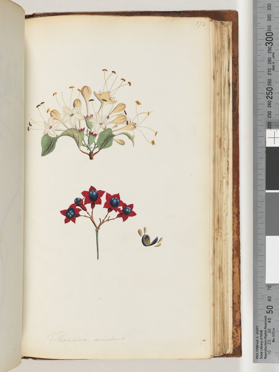 Page 172. Volkameria scandens / The Cumberland Treedani af Unknown artist
