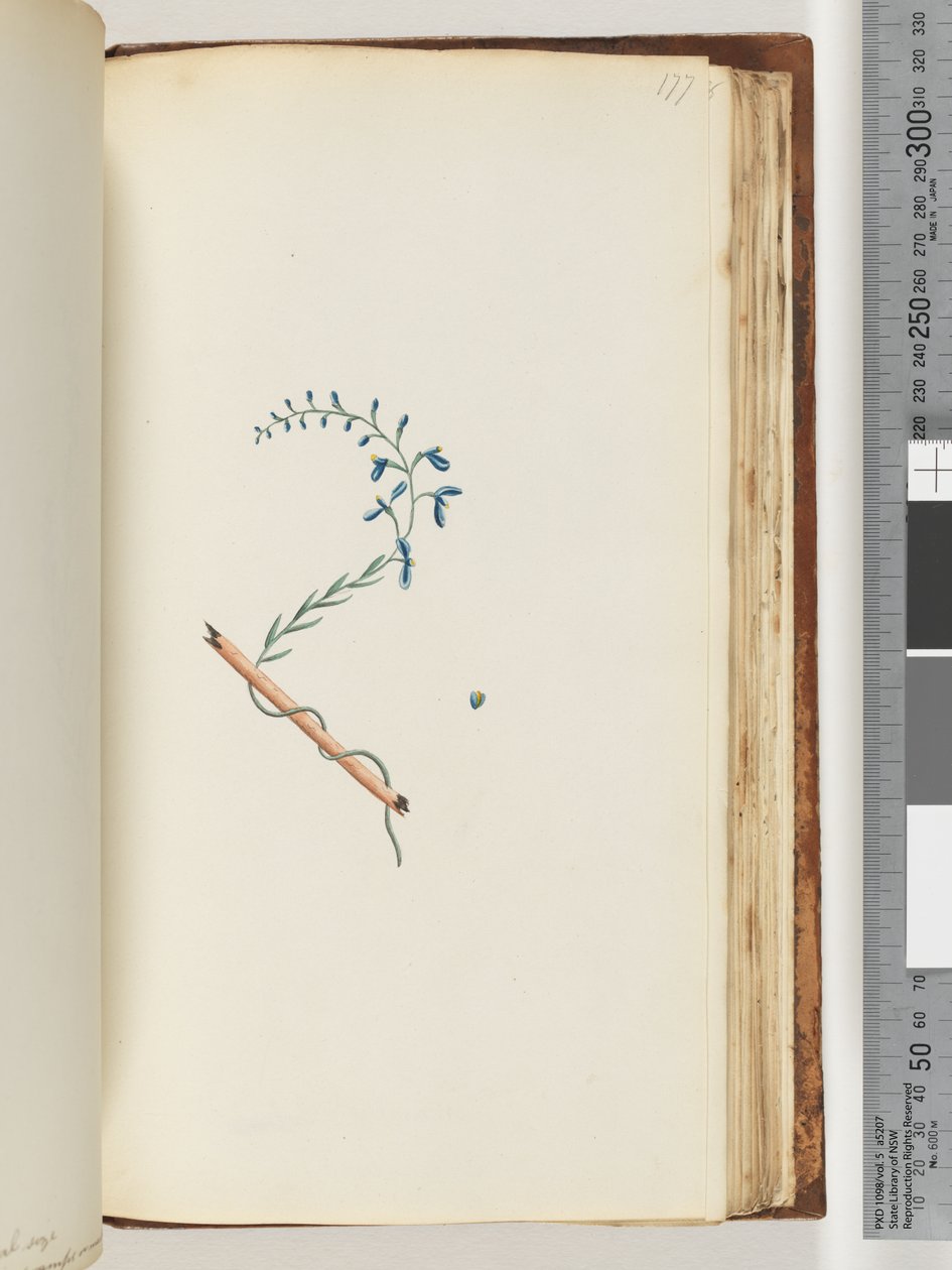 Side 177. Uidentificeret plante af Unknown artist