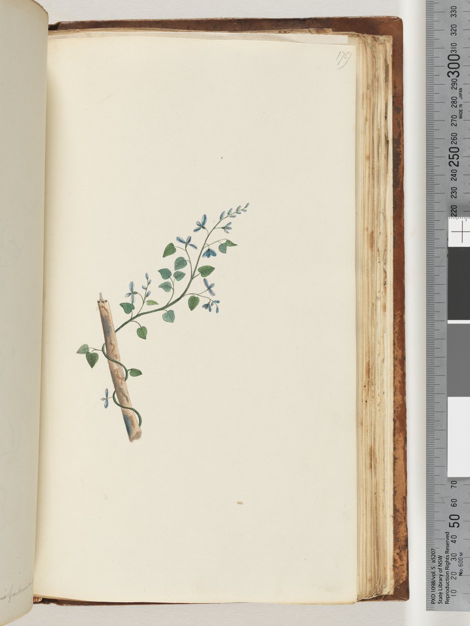 Side 179. Uidentificeret plante af Unknown artist