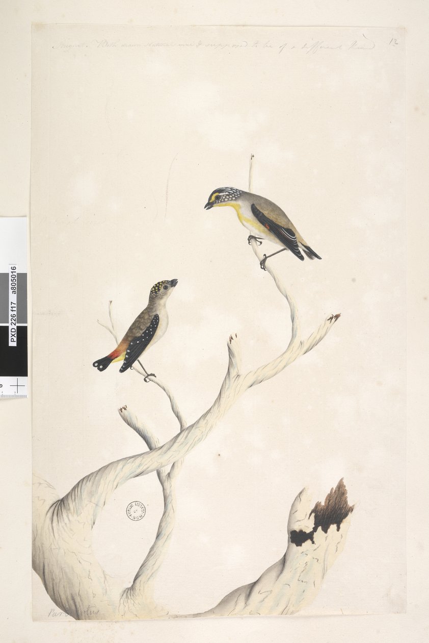 Side 17. Pardalotus. langs overkanten i forskellig hånd august. Begge tegnet naturlig størrelse. tilføjet i tredje hånd og formodes at være af en anden art Plettet Pardalote og øststribet Pardalote Pardalotus punctatus og Pardalotus striatus Pardalotus orn af Unknown artist