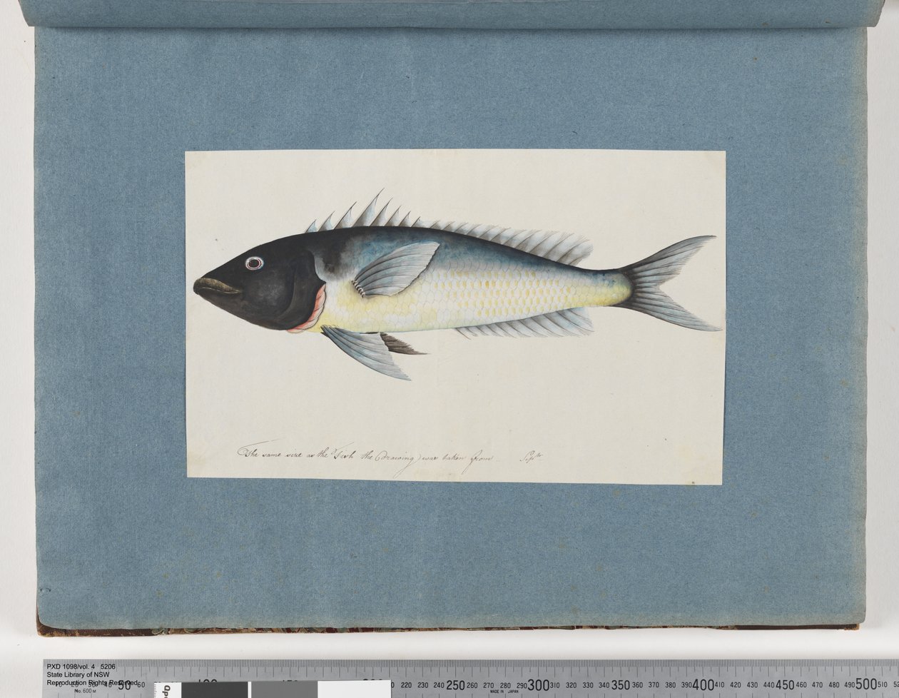 Side 17. Uidentificeret fisk (akvarel på papir) af Unknown artist