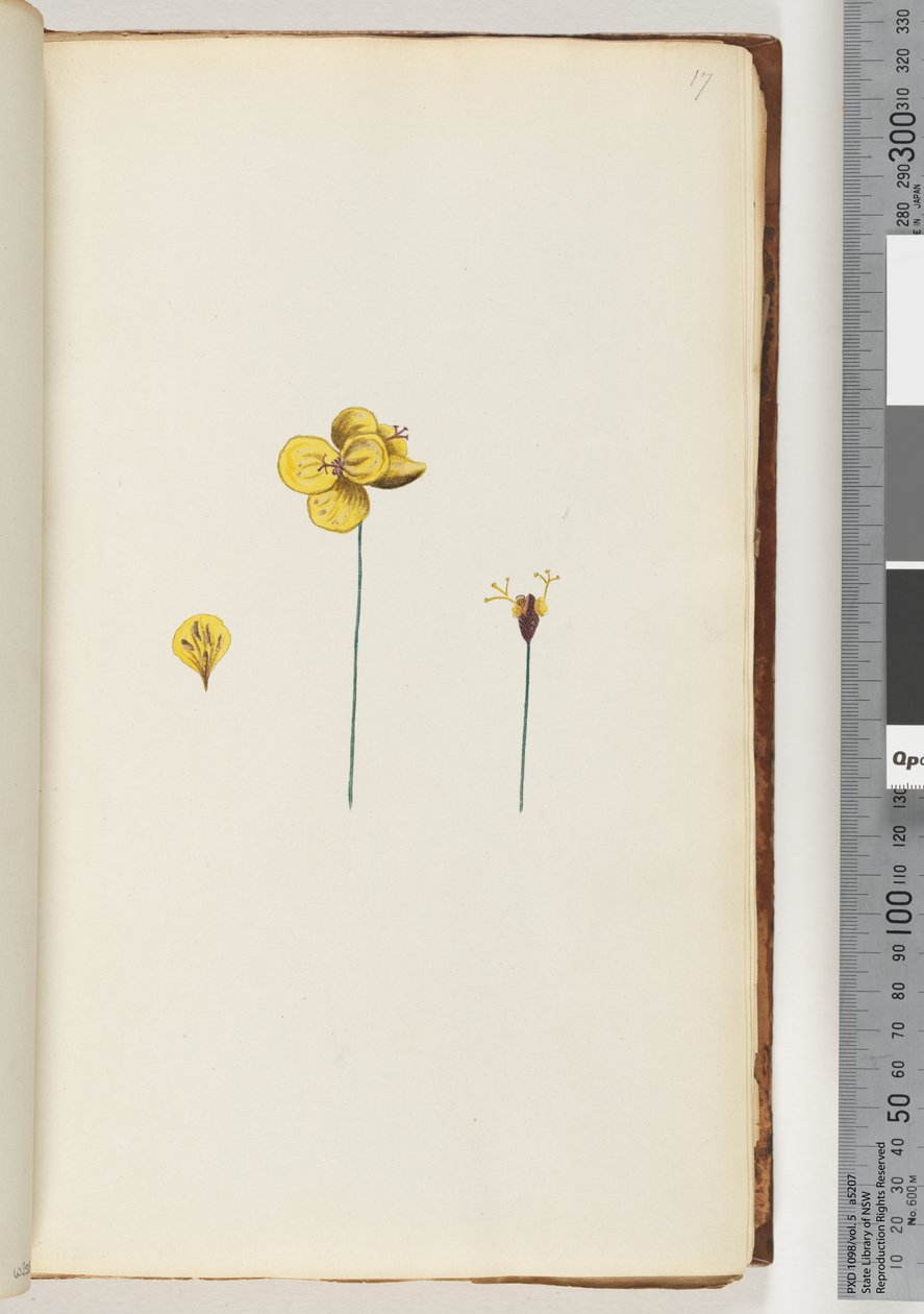Side 17. Uidentificeret plante af Unknown artist