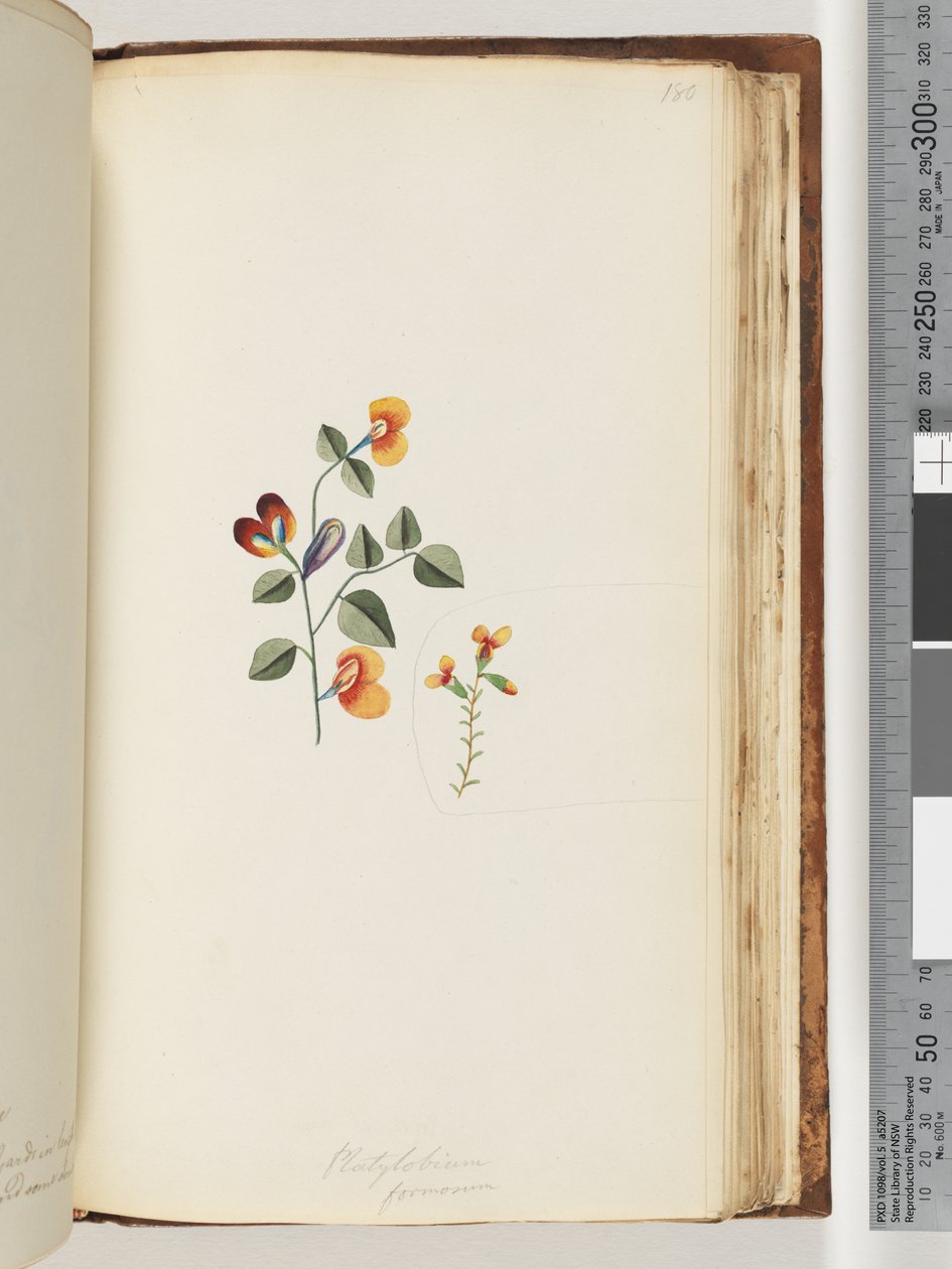 Side 180. Platylobium formosum / Smuk Fladært af Unknown artist